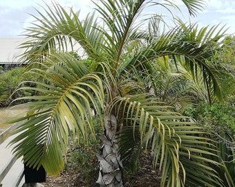 Hyophorbe verschaffeltii - Mascarena Palm - Spindle Palm - Grown in a 3 Gallon Pot