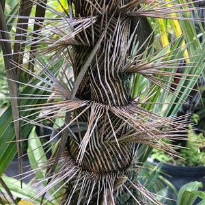 Zombia antillarum (Zombi Palm) Grown in a 3 Gallon Pot