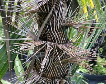 Zombia antillarum (Zombi Palm) Grown in a 3 Gallon Pot