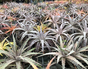 Dyckia Bromeliad Assorted Color - Buyers Choice - Grwn in 4" and 6" Pots - Green Red Silver