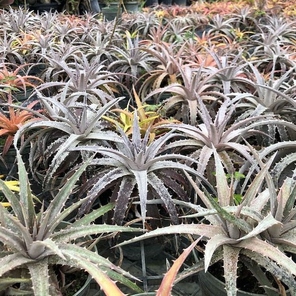 Dyckia Bromeliad Assorted Color - Buyers Choice - Grwn in 4" and 6" Pots - Green Red Silver