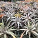 see more listings in the Bromeliads section