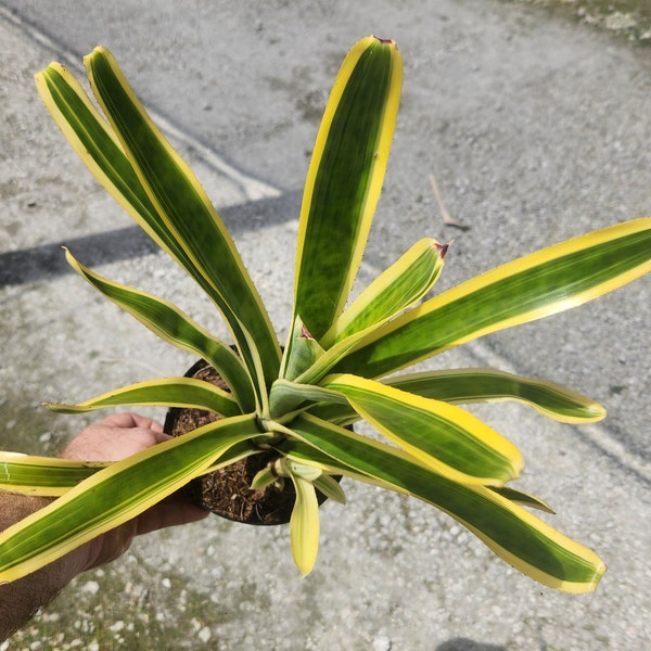 Bromeliad Aechmea Nudicaulis