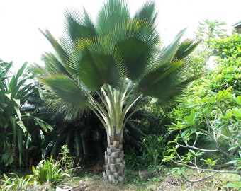 Copernicia fallaensis Palm Grown in a 3 Gallon Pot