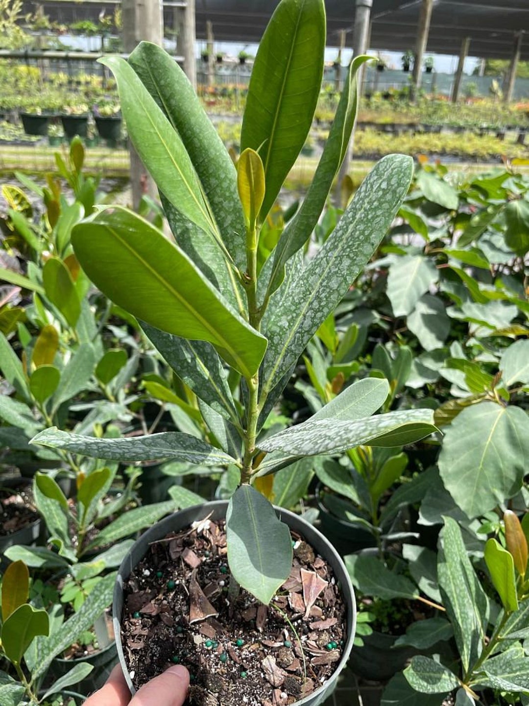 Ficus Sp Plastic Grown in a 1 Gallon Pot Etsy