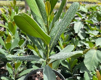 Ficus sp Plastic Grown in a 1 Gallon Pot
