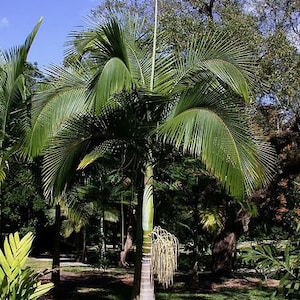 Archontophoenix myolensis Grown in a 3 Gallon Pot image 1