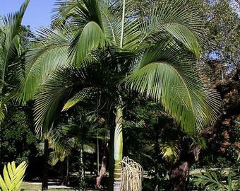 Archontophoenix myolensis Grown in a 3 Gallon Pot