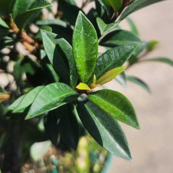 Eugenia globulus - Bonsai Start / Pre Bonsai - Grown in an 4" Pot