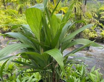 Chamaedorea seifrizii Baamboo Palm Grown in a 6" Pot