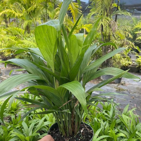 Chamaedorea seifrizii Baamboo Palm Grown in a 6" Pot