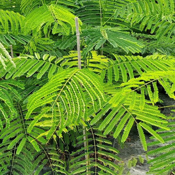 Royal poinciana - Delonix regia - Grown in a 3 Gallon Pot