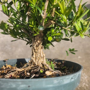 Tai Boxwood Buxus harlandii Bonsai Start / Pre Bonsai Grown in a 6 Pot image 1