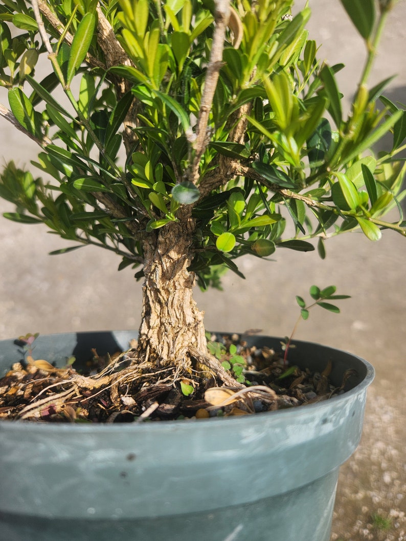 Tai Boxwood Buxus harlandii Bonsai Start / Pre Bonsai Grown in a 6 Pot image 1