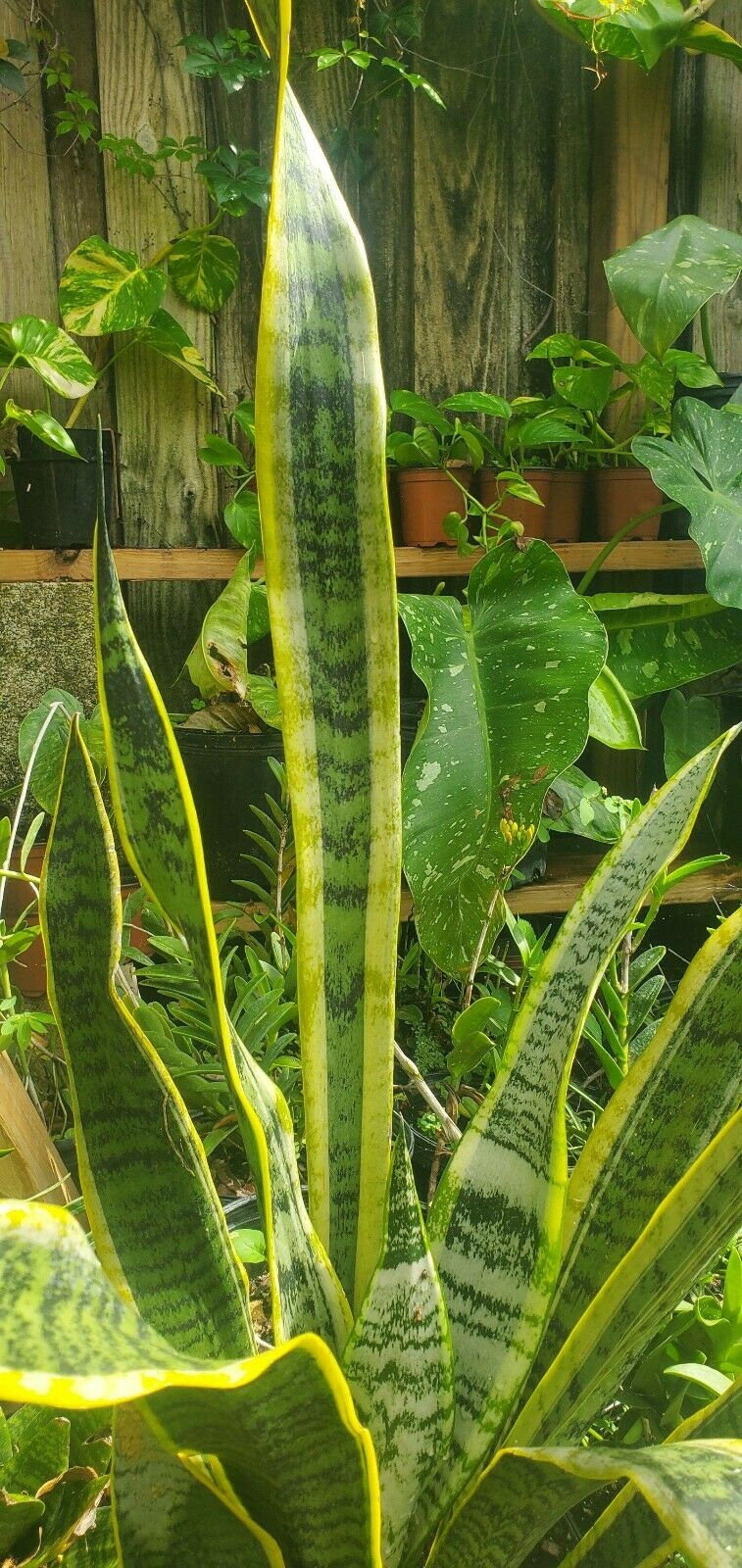 Sansevieria Laurentii Superba Golden Snake Plant Live