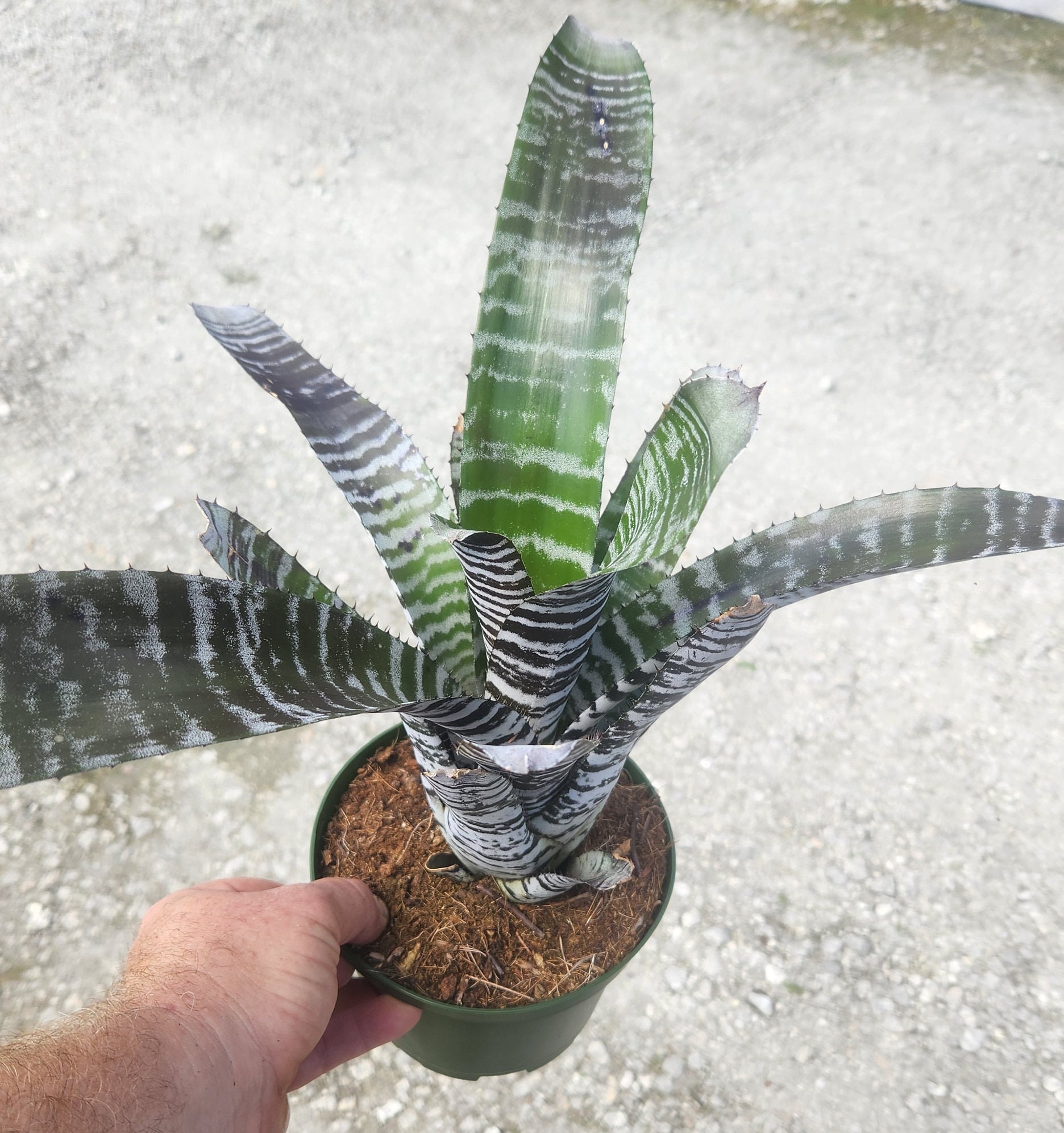 Aechmea chantinii Hybrid〔エクメア〕現品発送A0145 Aechmea chantinii Hybrid〔エクメア〕現品発送A0145