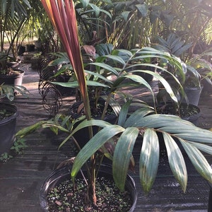 Chambeyronia macrocarpa - Red Feather Palm - Flame Thrower Palm - Live Plant