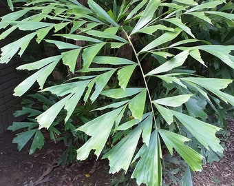 Caryota mitis - Fishtail Palm - Grown in a 3 Gallon Pot