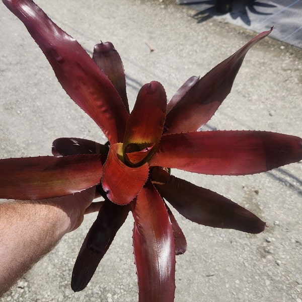 Bromeliad Neoregelia Avalon