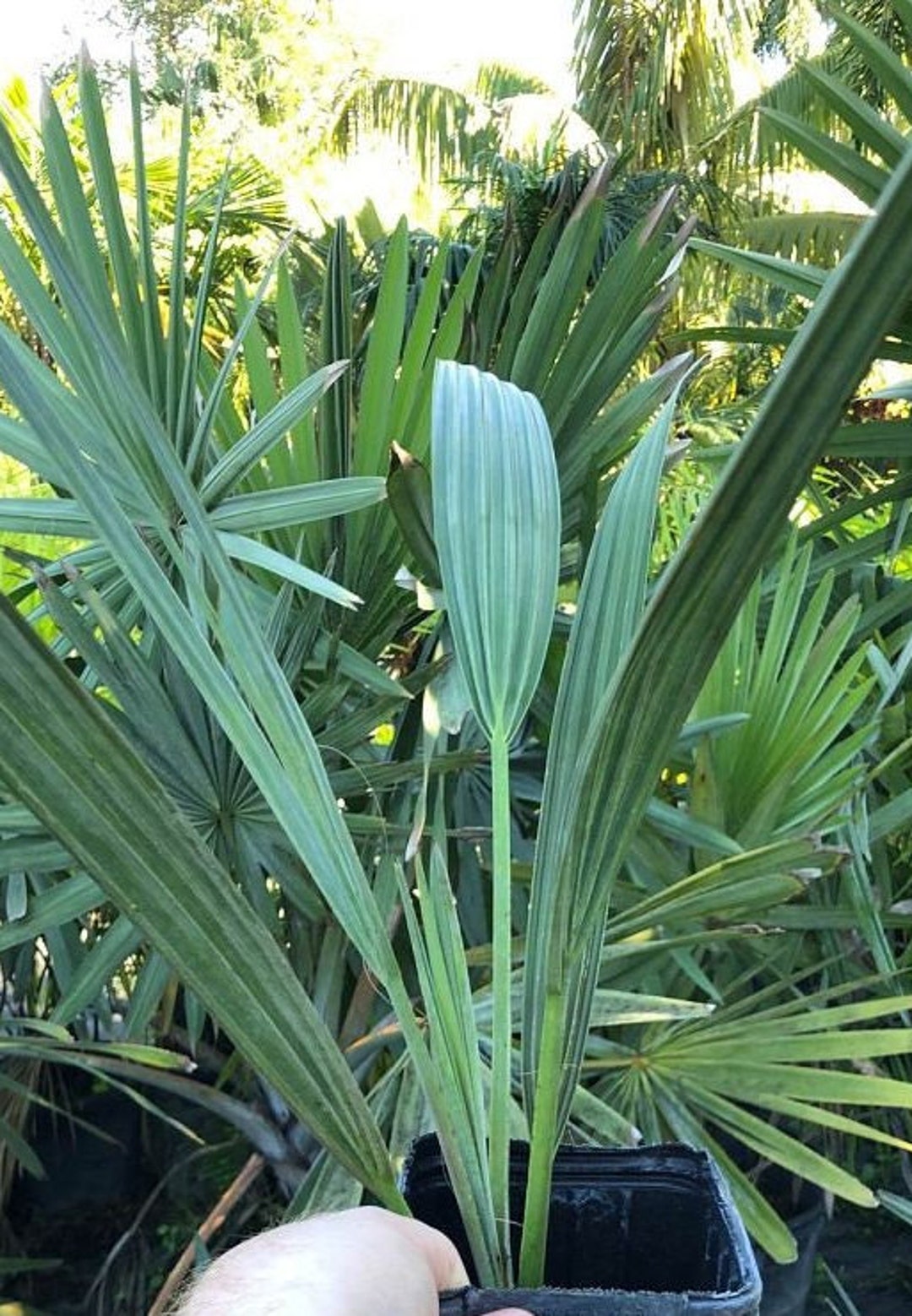 Bismarckia nobilis ビスマルキアノビリス6苗 Bismarckia nobilis ビスマルキアノビリス6苗 ビスマルキア