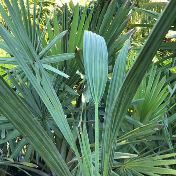 Bismarckia nobilis Silver Bismarck Palm Grown in a 4" Tube