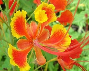 Caesalpinia pulcherrima - LIMITED NUMBERS - Grown in 6" Pot