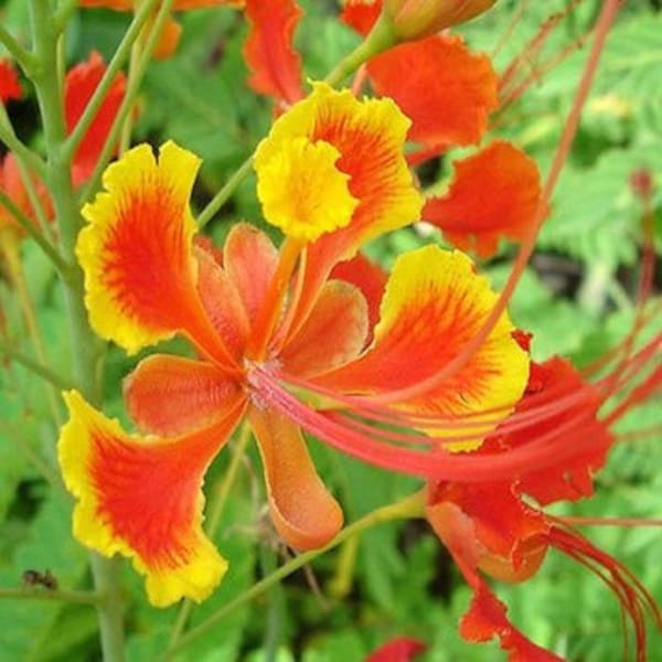 Caesalpinia pulcherrima - LIMITED NUMBERS - Grown in 6" Pot