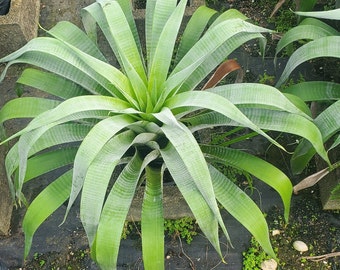 Alcantarea Odorata Bromeliad  3 Gallon