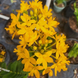 Epidendrum radicans Yellow image 1