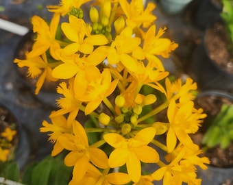 Epidendrum radicans - Yellow