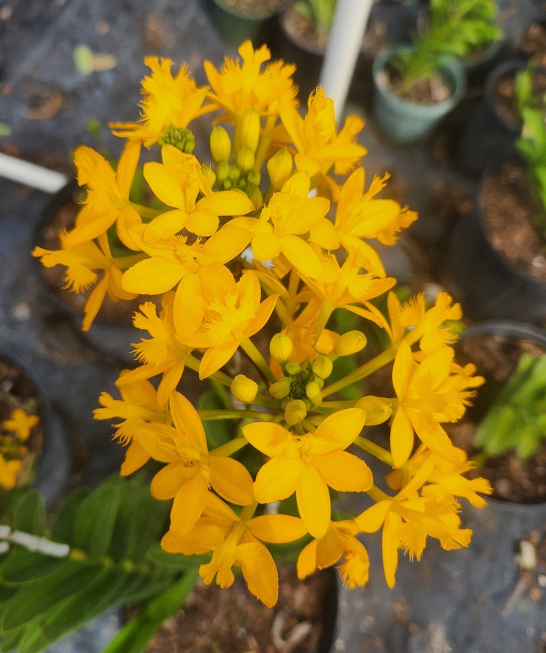 Epidendrum radicans Yellow image 1