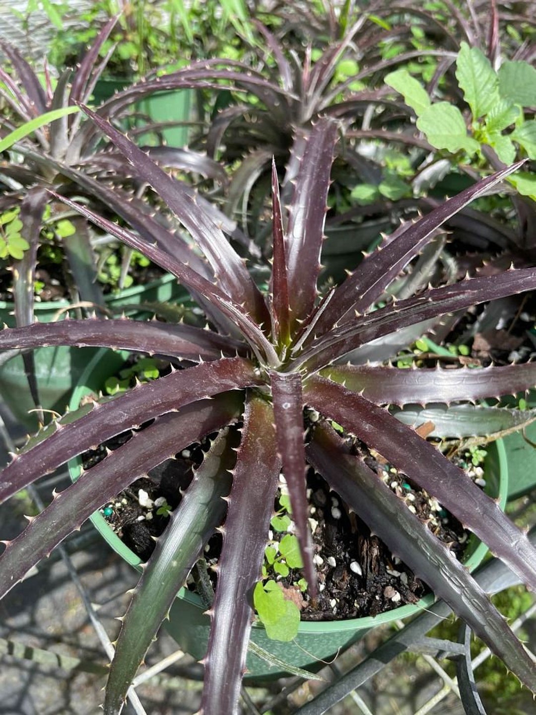 Dyckia 'grape Jelly' Bromeliad Etsy