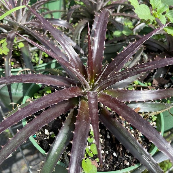 Dyckia 'Grape Jelly' Bromeliad