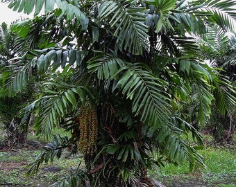 Arenga tremula - Dwarf Sugar Palm - Grown in a 3 Gallon Pot