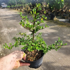 Black Olive Bonsai Start - Bucida Spinosa - Grown in a 6" Pot