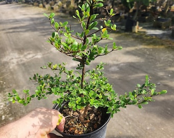 Black Olive Bonsai Start / Pre Bonsai - Bucida Spinosa - Grown in a 6" Pot