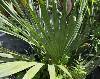 Copernicia fallaensis Palm Grown in a 15 Gallon Pot