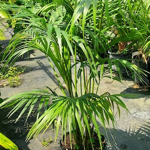 Kentia Palm - Howea forsteriana Grown in a 7 Gallon Pot