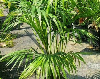 Kentia Palm - Howea forsteriana Grown in a 7 Gallon Pot