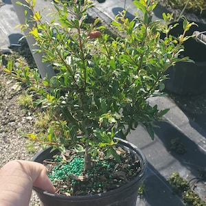 Punica granatum “Nana” - Dwarf Pomegranate - Bonsai Start / Pre Bonsai - Live Plant