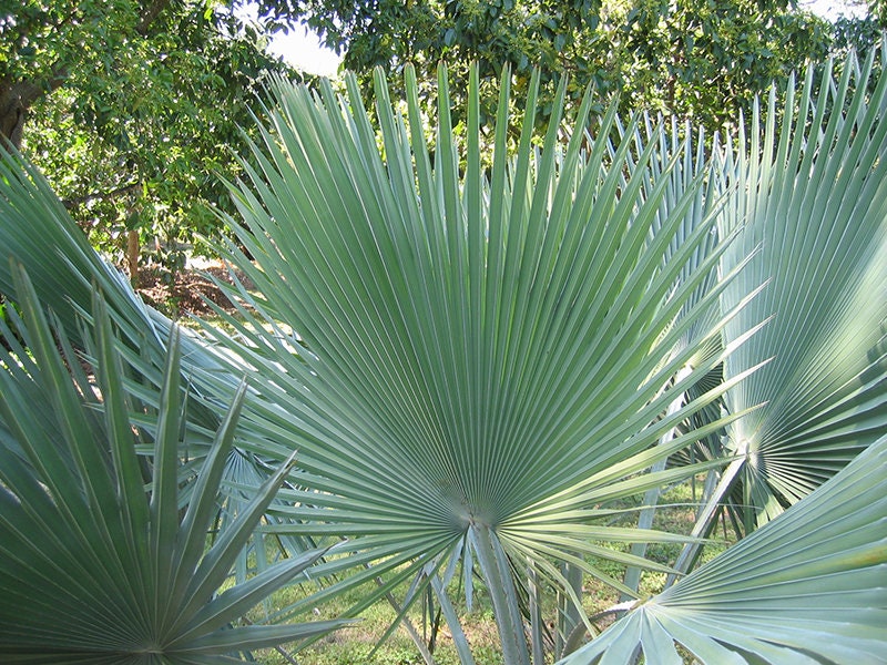 Carnauba Wax Palm Copernicia cerifera 10 Seeds