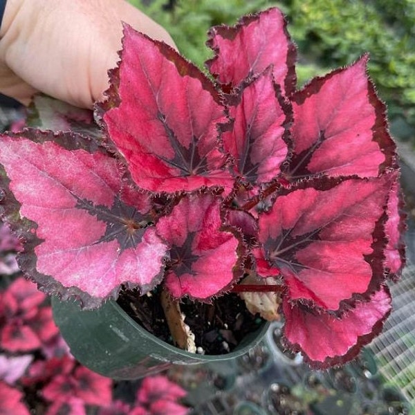 Weeping Begonia Etsy