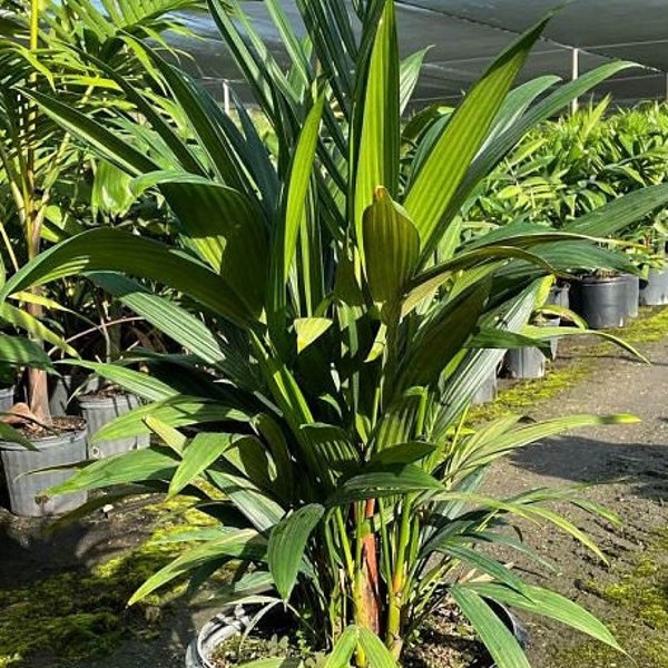 Cyrtostachys renda - Red Lipstick Palm - Red Sealing Wax Palm 7 Gallon Pot