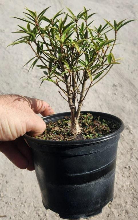 Ficus Nerifolia - Willow Leaf - Bonsai Start / Pre Bonsai - Live Plant