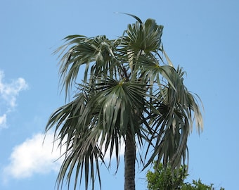 Coccothrinax argentata - Florida Silver Palm -  Florida Native - Grown in a 3 Gallon Rare