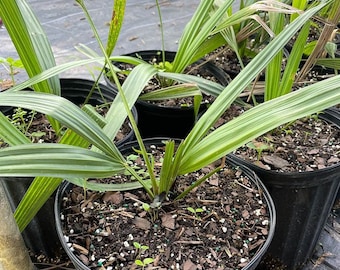 Sabal causiarum -  Puerto Rican Hat Palm - Grown in a 3 Gallon Pot