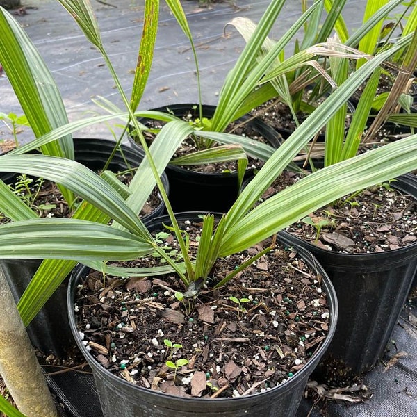 Sabal causiarum -  Puerto Rican Hat Palm - Grown in a 3 Gallon Pot