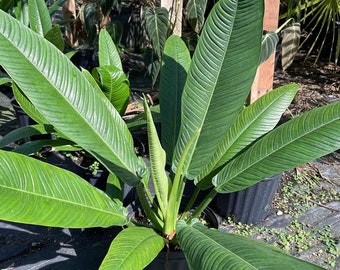 Philodendron campii 'Lynette' 3 Gallon Pot