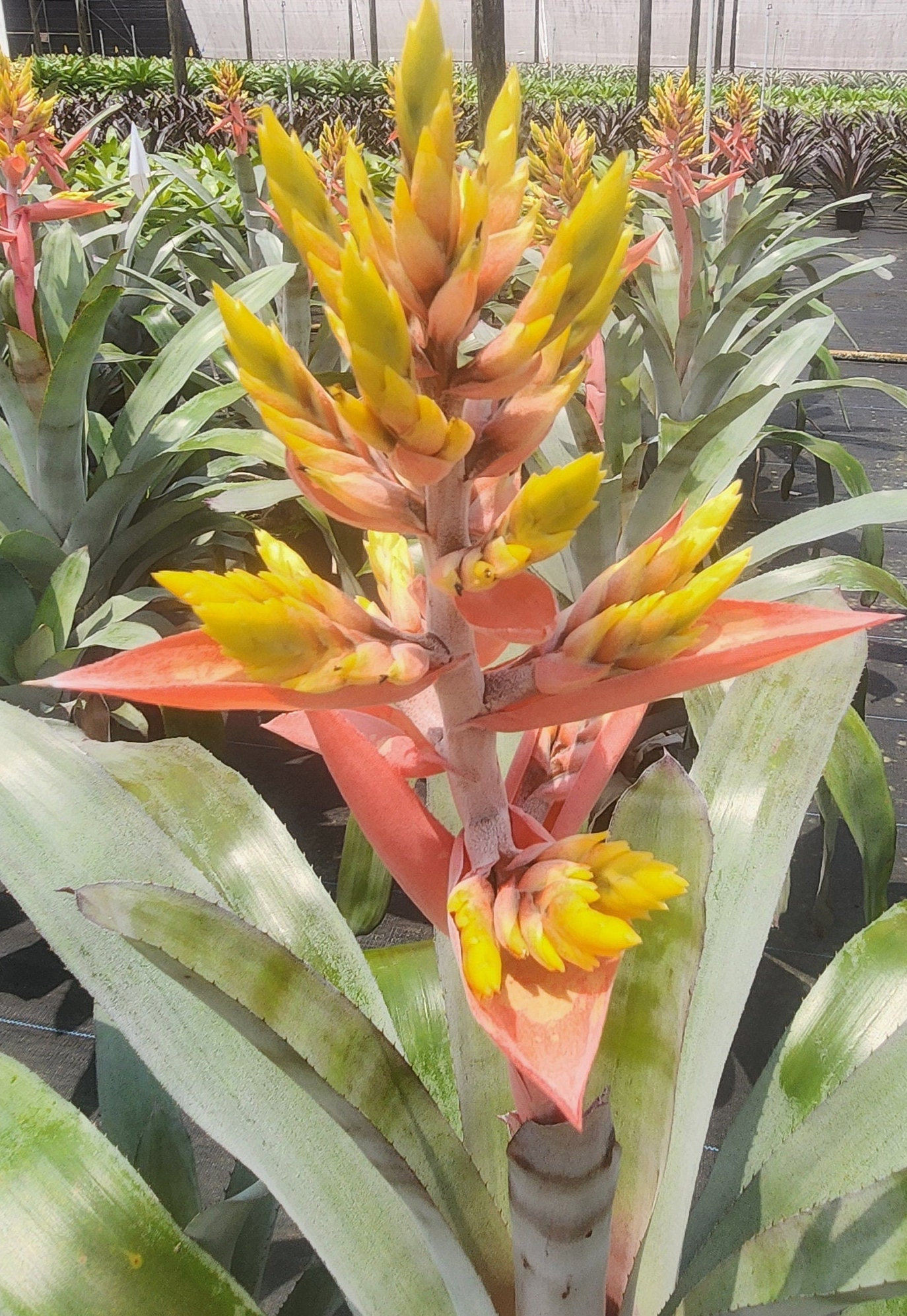 ブロメリア・エアープランツ Aechmea Little Harv variegated Aechmea 'Little Harv' Variegated - Bromeliad Paradise