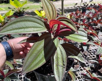 Medinilla Gregori Hambali Grown in a 6" Pot